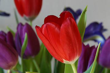 Image showing Colorful tulips in spring