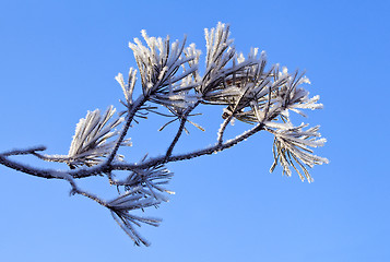 Image showing Pine tree branch with fresh snow 