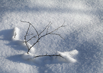 Image showing Branch in the snow