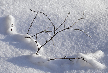 Image showing Branch in the snow