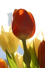 Image showing Colorful tulips in spring