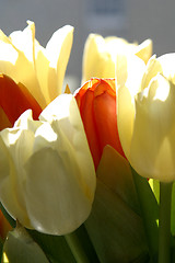 Image showing Colorful tulips in spring