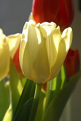 Image showing Colorful tulips in spring