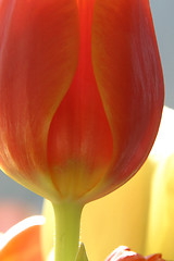 Image showing Colorful tulips in spring