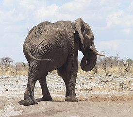 Image showing elephants in Africa