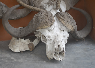 Image showing buffalo skull