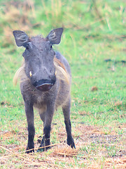 Image showing warthog