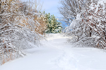 Image showing Path in winter forest