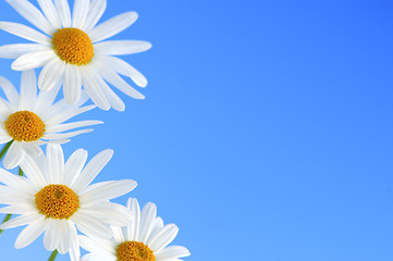 Image showing Daisy flowers on blue background