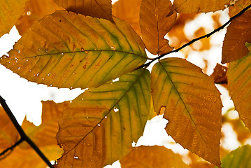 Image showing Autumn leaves