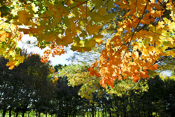 Image showing Autumn trees in fall park