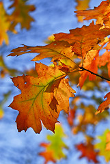 Image showing Autumn leaves