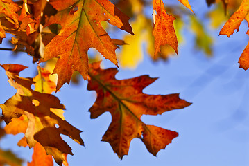 Image showing Autumn leaves