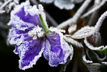 Image showing Frosty flower in late fall