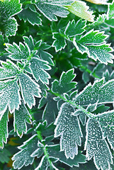 Image showing Frosty plants in late fall