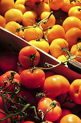 Image showing Tomatoes on the market