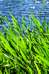 Image showing Reeds at water edge