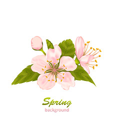 Image showing Cherry Blossom with Leaves Isolated on White Background