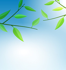 Image showing Branch Tree with Green Leaves