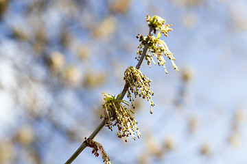 Image showing flowering maple tree