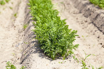 Image showing sprouts carrots. field