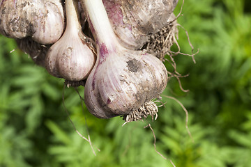 Image showing root of garlic, close-up