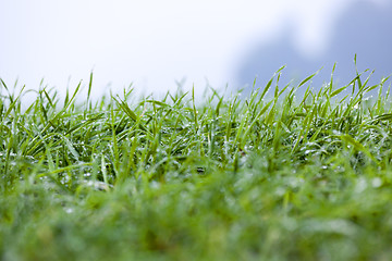 Image showing young grass plants, close-up