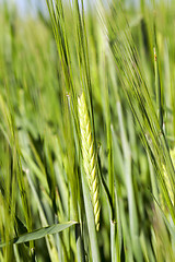 Image showing Field with cereal