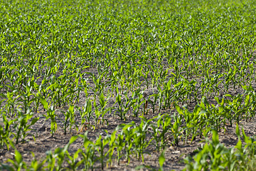 Image showing Corn field, summer