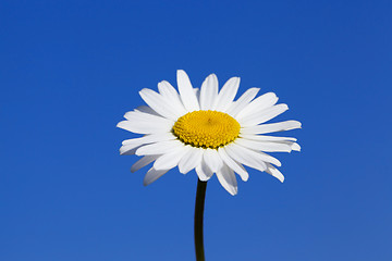 Image showing camomile flower close-up