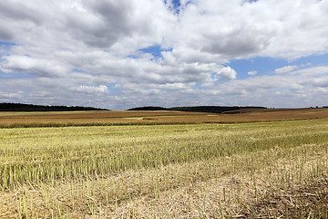 Image showing rapeseed field in the summer