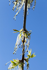 Image showing flowering maple tree