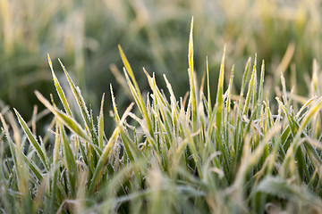 Image showing wheat during frost