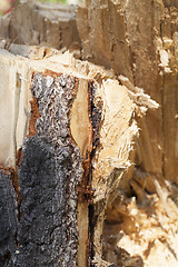 Image showing weathered wood broken