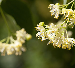 Image showing flowering linden trees