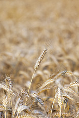 Image showing cereal farming field