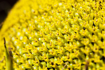 Image showing yellow flower sunflower