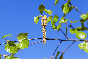 Image showing Young leaves of birch