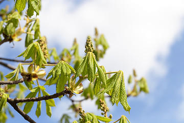 Image showing green leaves of chestnut