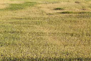 Image showing Field with cereal