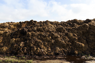 Image showing are landed in a pile of manure
