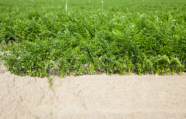 Image showing Field with carrot