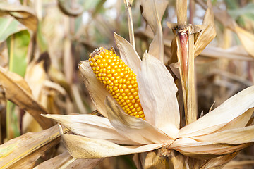 Image showing Ripe yellow corn