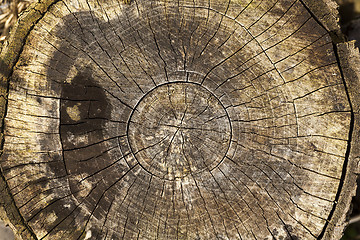 Image showing destroyed a tree, close-up