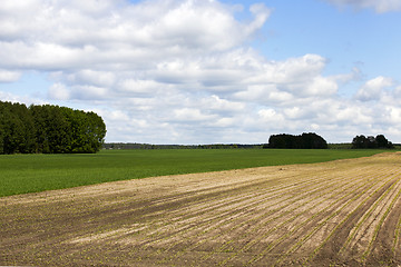 Image showing plowed for crop land