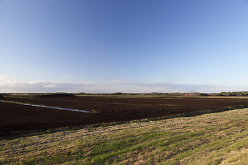 Image showing peat bog, summer