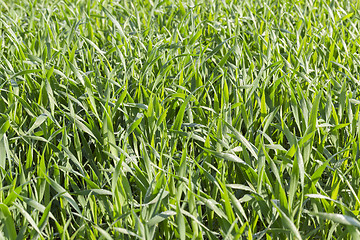 Image showing Field with cereal