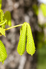 Image showing green leaves of chestnut