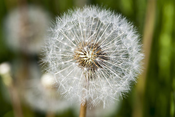 Image showing White dandelions in the field