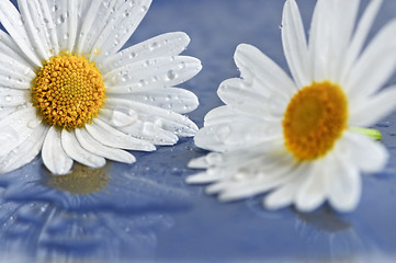 Image showing Daisy flowers with water drops